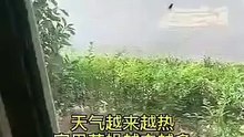 除蠅小妙招