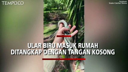 Ular Biru Sangat Langka Masuk Rumah, Sembunyi di Beranda Keluarga, Jadi Viral
