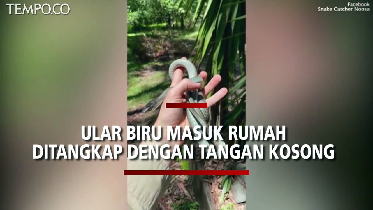 Ular Biru Sangat Langka Masuk Rumah, Sembunyi di Beranda Keluarga, Jadi Viral