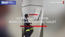 Ingin BAB, Pria Ini Kaget Kepala Ular Piton Muncul dari Lubang Toilet