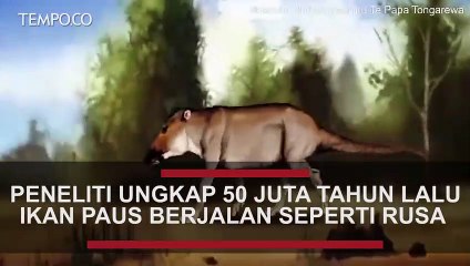 Peneleti Ungkap 50 Juta Tahun Lalu Ikan Paus Berjalan seperti Rusa di Darat