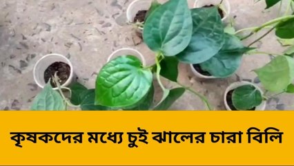 বালুরঘাট : বহুগুণ সম্পন্ন চুই ঝাল চাষে আগ্রহ বৃদ্ধির লক্ষ্যে উদ্যোগ কৃষি দপ্তরের