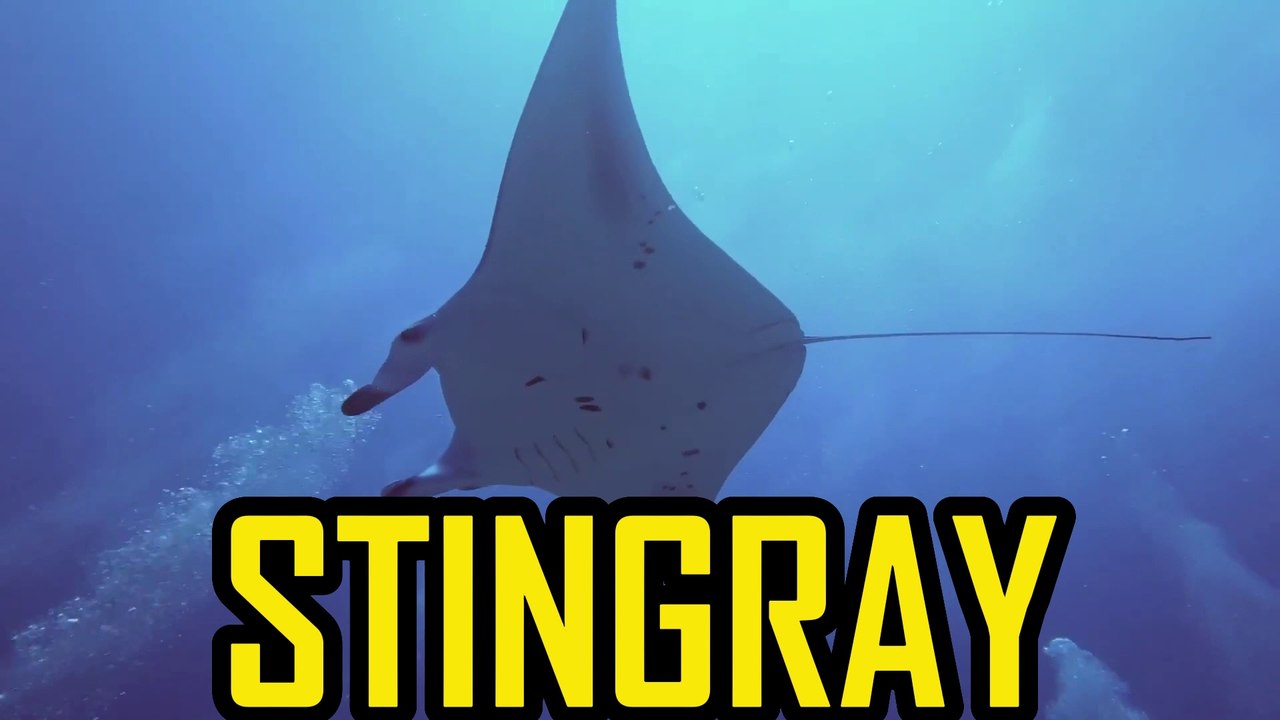 STINGRAY, the poison tail
