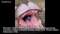 Viral Kuda Nil Dilempari Sampah Oleh Pengunjung