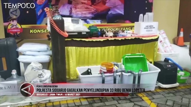 Penyelundupan 33 Ribu Benih Lobster Digagalkan Polresta Sidoarjo