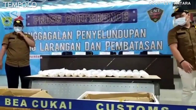 Bea Cukai Juanda Gagalkan Penyelundupan 80 Ribu Benih Lobster