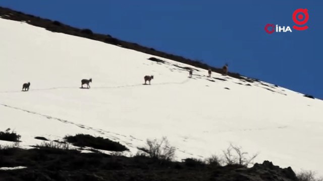 Karlı dağları aşarak göç yoluna koyulan şamua sürüsü görüntülendi
