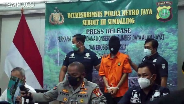 Polisi Tangkap Pedagang Hewan yang Jual Orang Utan di Bekasi