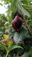 Snail climbing a Tree in the forest
