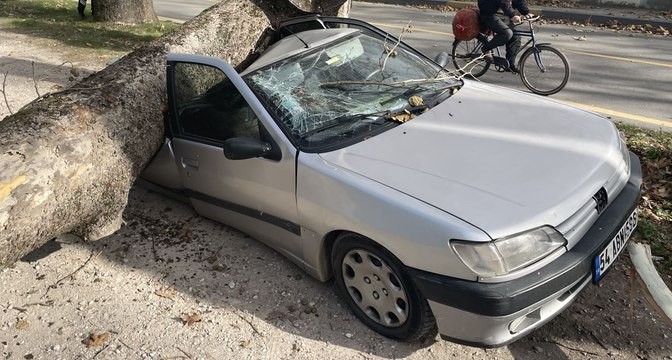 Şiddetli lodosta devrilen ağaç otomobillere zarar verdi