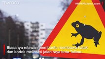 Demi Katak dan Kodok, Ibu Kota Estonia Tutup Jalan Raya