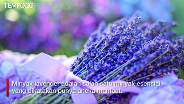 Mengenal Aneka Manfaat Minyak Lavender untuk Kesehatan
