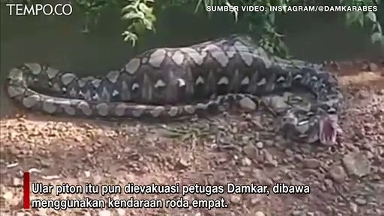Ular Piton Raksasa Perut Gembung Terbawa Arus Sungai, Dievakuasi Tim ...