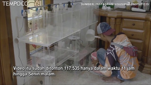 Mantan Menteri KKP Susi Pudjiastuti Banjir Kiriman Ikan Cupang, Begini Komentar Netizen