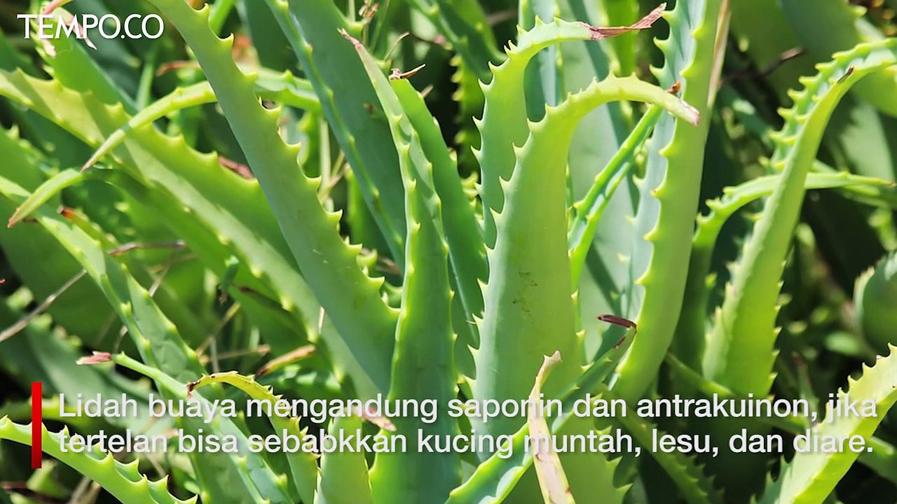 Deretan Tanaman Ini Berbahaya bagi Kucing, Salah Satunya Lidah Buaya