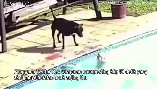 Video Viral, Anjing Menyelamatkan Anak Anjing yang Tenggelam di Kolam Renang