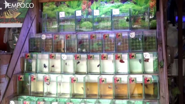 Bisnis Ikan Cupang yang Kini Kian Sengit