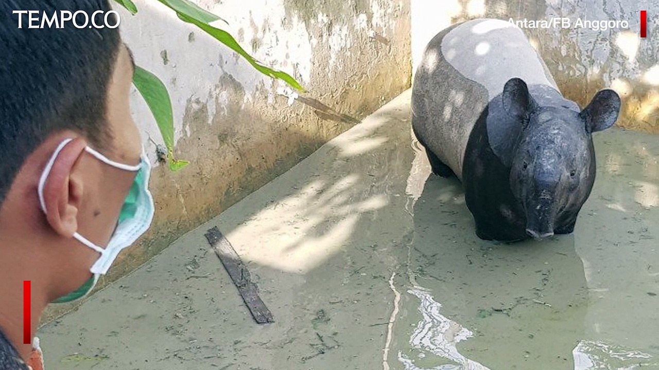 Tapir Terjebak 6 Jam di Kolam Ikan, BKSDA: Sudah Dievakuasi Tapi Kondisi Stres
