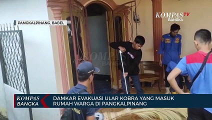 Ular Kobra Masuk Rumah Warga di Pangkalpinang