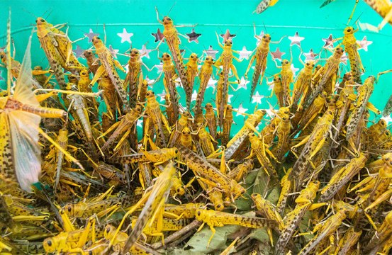 A woman in South Africa eats a diet of insects