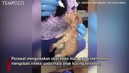 Induk Kucing Bawa Anaknya yang Sakit Mata ke Rumah Sakit