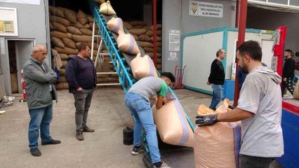 Ordu'da TMO'nun fındık alımları sürüyor