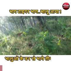 भालुओं के डर से भागे तीन टाइगर