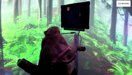 Elon Musk Pasang Chip di Otak Monyet Jadi Jago Main Game