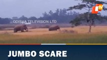 Elephant herd strays into farmlands in Bonai