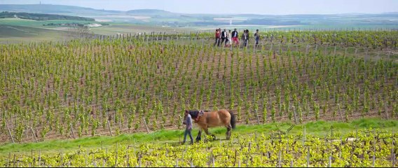 Champagne! Bande-annonce (RU)