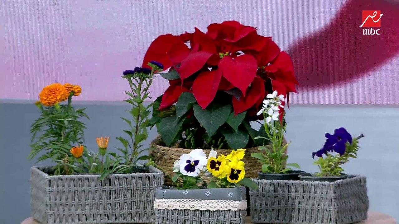 موجودة في مصر من زمان قوي وليها شعبية.. طريقة زراعة زهرة الكريسماس اعرفيها من أمل أحمد - مهندسة زراعية وخبيرة زراعة منزلية