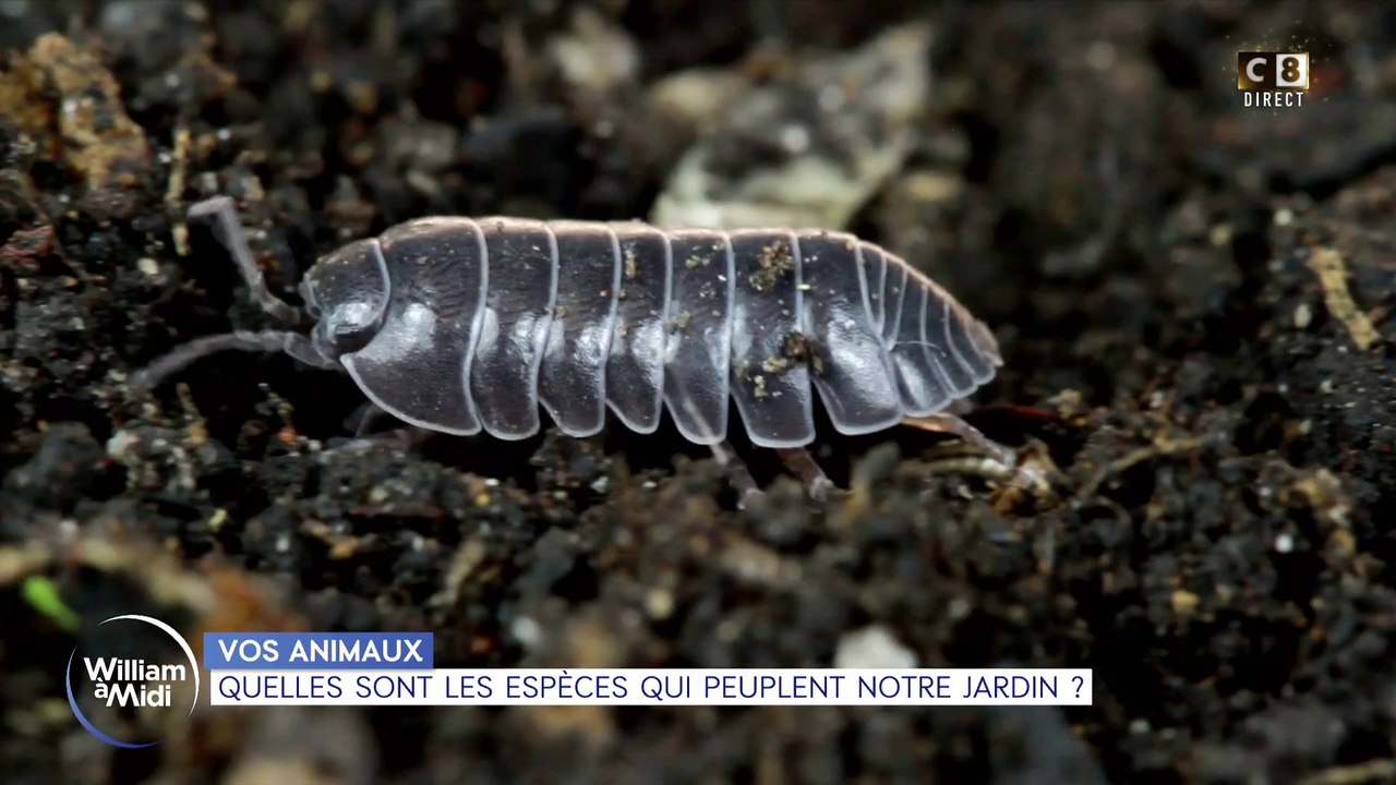 Vos animaux : Chenilles, vers de terre ou limaces, ils peuplent nos jardins !
