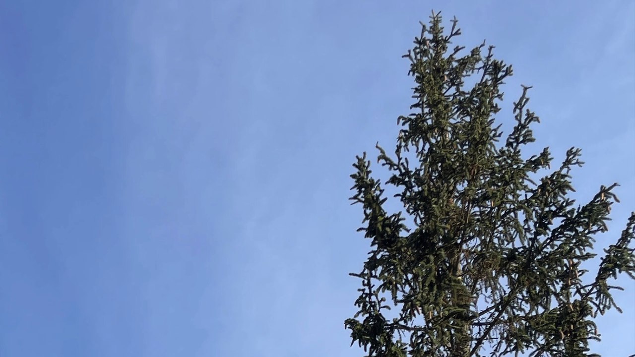 Hier steht Deutschlands hässlichster Weihnachtsbaum