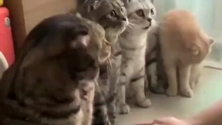 Cats are shaking hand