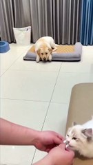 Dog owner teases him