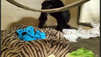 Une maman chimpanzé retrouve son bébé parti 2 jours pour des soins