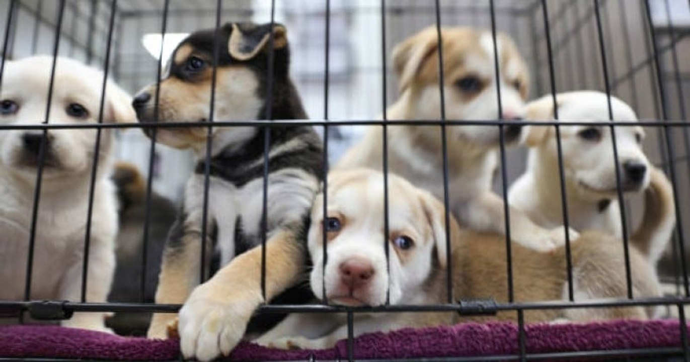 Ces 53 chiots qui ont survécu à un crash d'avion sont maintenant disponibles à l'adoption