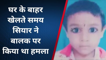 लखीमपुर खीरी:मासूम बच्चे की ओर झपटा सियार, मुंह नोचा मासूम तोड़ा दम