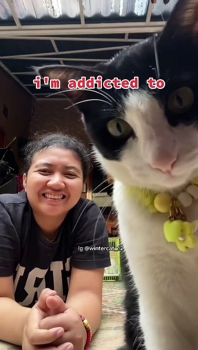 kucing lucu