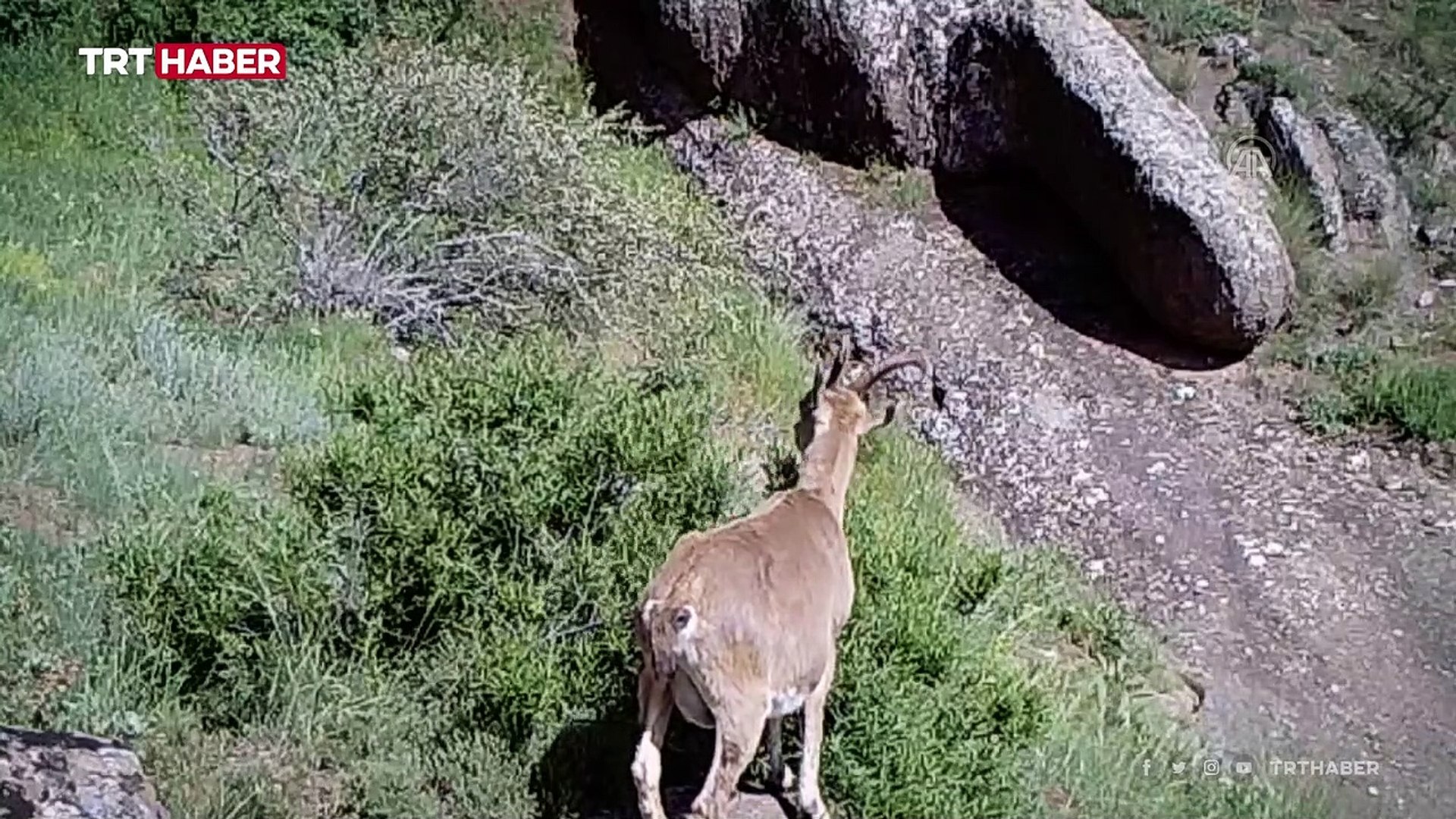 Sivas'ta yaban hayatı fotokapana yansıdı