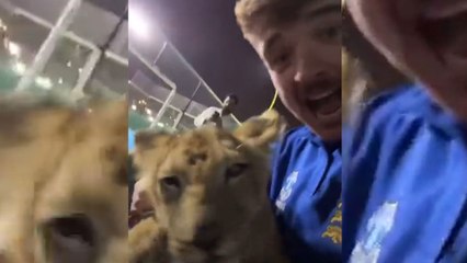 Dos «hooligans» van a buscar cerveza y acaban en el palacio de un jeque con sus leones