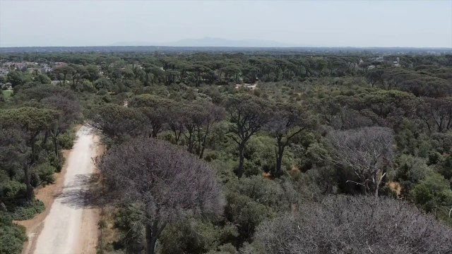 Accordo tra Mit di Boston e carabinieri per monitoraggio foreste