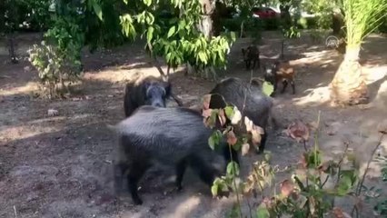 BALIKESİR - Şehir merkezine inen domuzlar görüntülendi