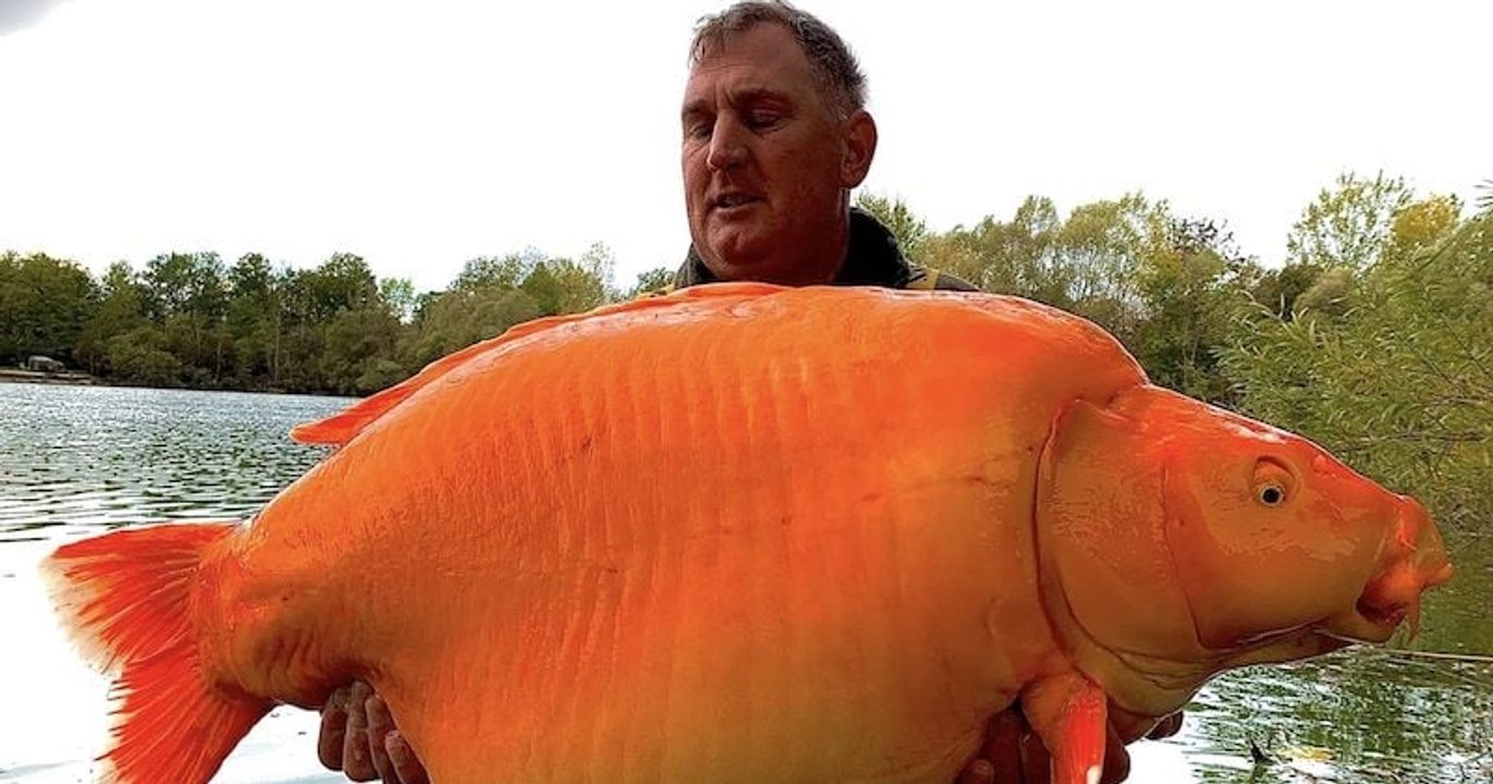 Un pêcheur britannique a capturé l'un des plus gros poissons rouges du ...