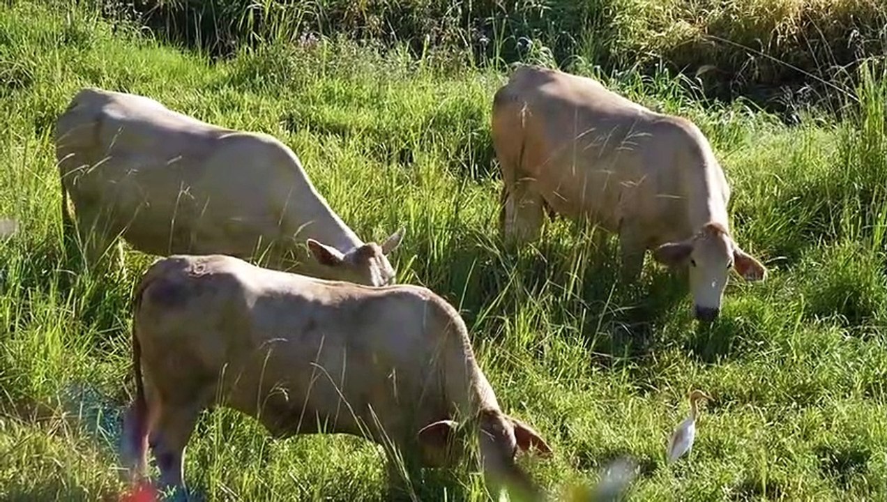 ANIMAL SOUND FOR KID TO LEARN  cows, chickens, birds, goats, dogs, cats, etc (Part 4)