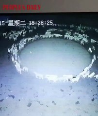 China: ¿Por qué un rebaño de ovejas camina en círculo desde hace 15 días?