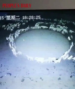China: ¿Por qué un rebaño de ovejas camina en círculo desde hace 15 días?
