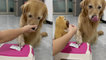 Dog owner tries funny but effective trick to feed moody Golden Retriever