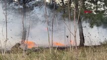 SULTANGAZİ'DE AĞAÇLIK ALANDA İKİNCİ YANGIN