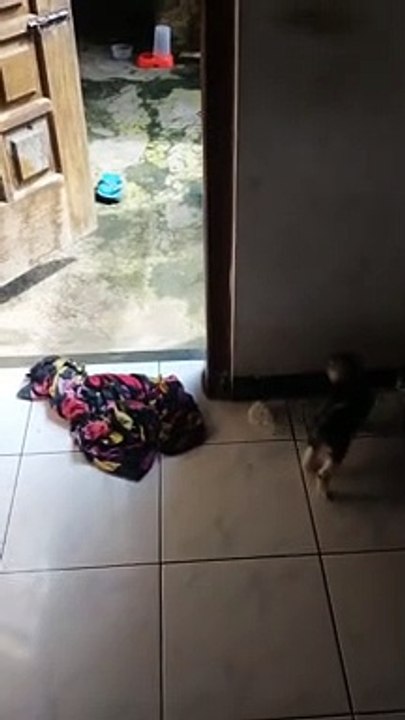 cute cat playing plastic